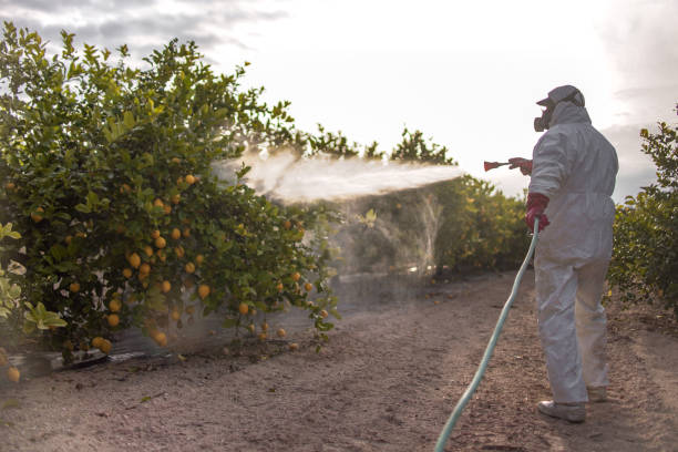 Best Termite Control Services  in Everman, TX
