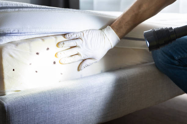 Professional Pest Control in Everman, TX