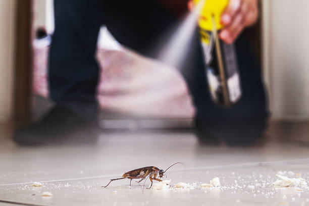 Best Local Pest Control Services  in Everman, TX