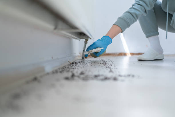 Trusted Everman, TX Pest Control Experts
